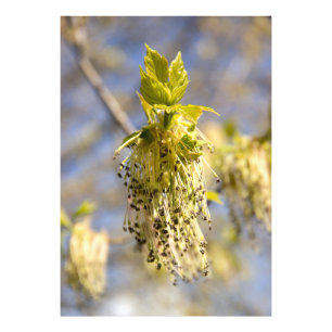 Niedliche Blätter im Frühling Foto