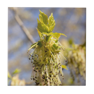 Niedliche Blätter im Frühling Foto Fliese