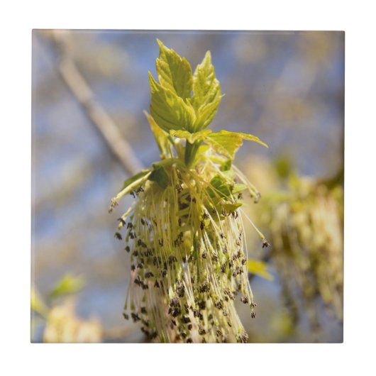 Niedliche Blätter im Frühling Foto Fliese (Vorderseite)