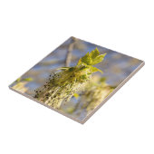 Niedliche Blätter im Frühling Foto Fliese (Seite)