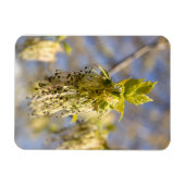 Niedliche Blätter im Frühling Foto Magnet (Horizontal)