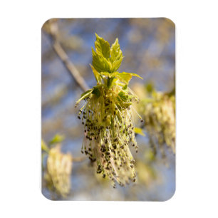 Niedliche Blätter im Frühling Foto Magnet