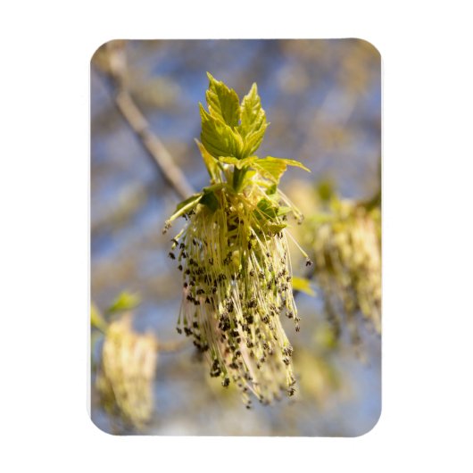 Niedliche Blätter im Frühling Foto Magnet (Vertikal)