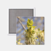Niedliche Blätter im Frühling Foto Magnet (Vorderseite/Rückseite)