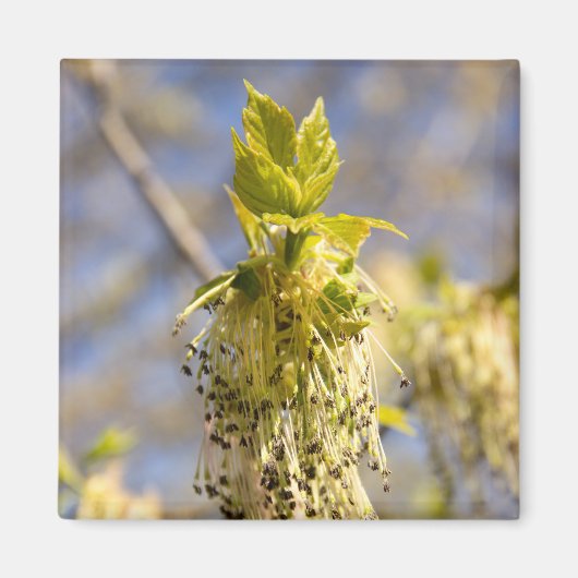 Niedliche Blätter im Frühling Foto Magnet (Vorne)