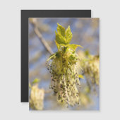 Niedliche Blätter im Frühling Foto Magnetkarte (Vorne/Hinten)