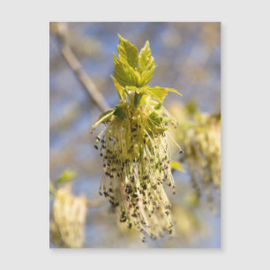 Niedliche Blätter im Frühling Foto Magnetkarte
