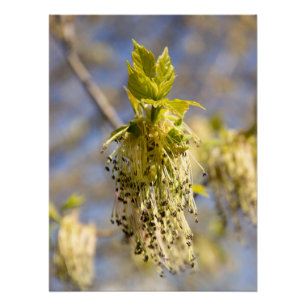 Niedliche Blätter im Frühling Foto Poster
