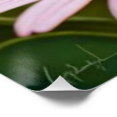 Niedliche Blütenkatze Poster (Ecke)