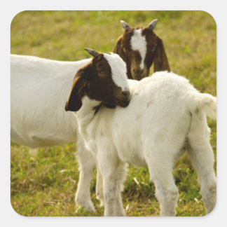 Niedliche Boerziegen auf einem grasbewachsenen Fel Quadratischer Aufkleber