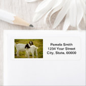 Niedliche Boerziegen Persönliche Rücksendeadresse (Insitu)