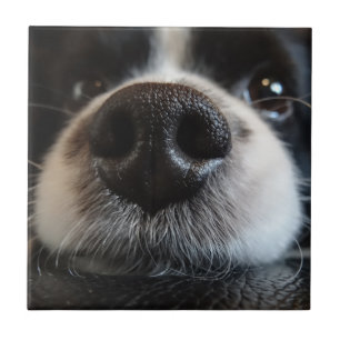 Niedliche Border Collie Nose Schließen Fliese