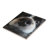 Niedliche Border Collie Nose Schließen Fliese (Seite)