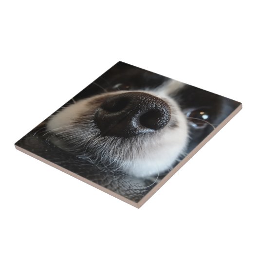 Niedliche Border Collie Nose Schließen Fliese (Seite)