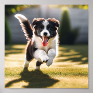 Niedliche Border Collie Welpe Poster