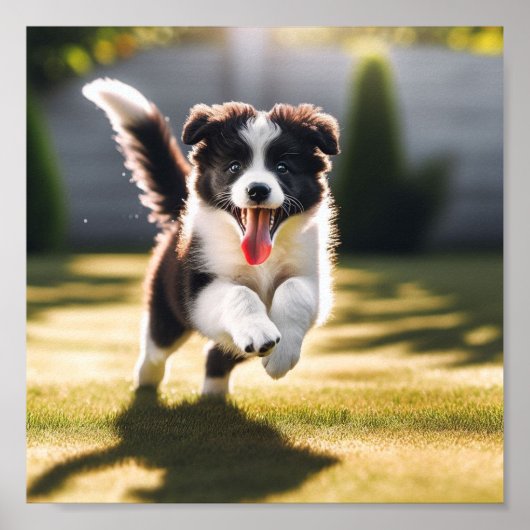 Niedliche Border Collie Welpe Poster (Vorne)