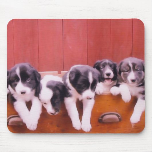 Niedliche Border Collie Welpen Mousepad (Vorne)