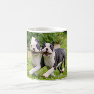 Niedliche Boston Terrier Hunde Welpen spielen Kaffeetasse