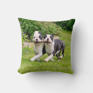 Niedliche Boston Terrier Hunde Welpen spielen Kissen
