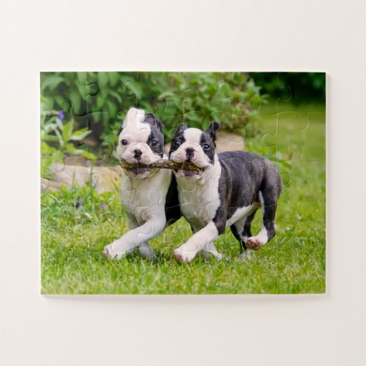 Niedliche Boston Terrier Hunde Welpen spielen Puzzle (Horizontal)