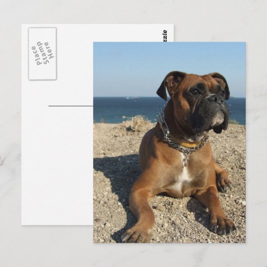 Niedliche Boxer Dog Postkarte (Vorne/Hinten)
