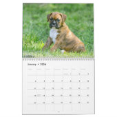 Niedliche Boxer-Welpen Kalender (Jan 2026)