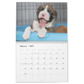 Niedliche Boxer-Welpen Kalender (Feb 2027)