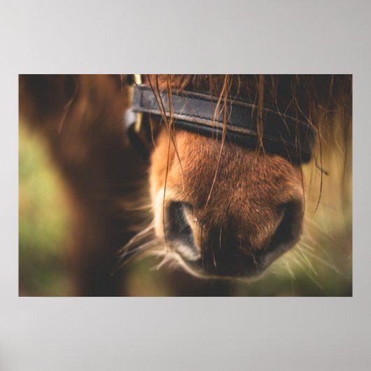 Niedliche Braune Horse Poster (Vorne)