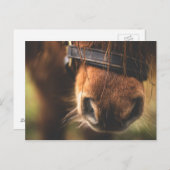 Niedliche Braune Horse Postkarte (Vorne/Hinten)