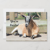 Niedliche braune Ziege Schlafen Foto Geburtstag Einladung (Vorderseite)