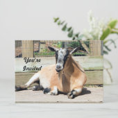 Niedliche braune Ziege Schlafen Foto Geburtstag Einladung (Stehend Vorderseite)