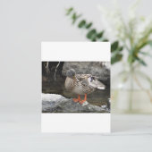Niedliche Braunente Postkarte (Stehend Vorderseite)