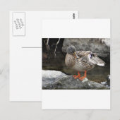 Niedliche Braunente Postkarte (Vorne/Hinten)