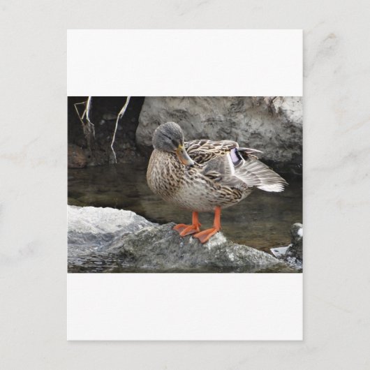Niedliche Braunente Postkarte (Vorderseite)