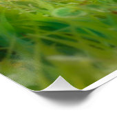 Niedliche britische Kurzhaarkätzchen im Garten Poster (Ecke)