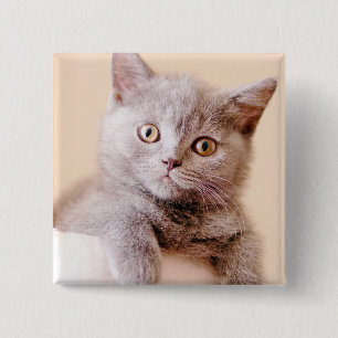 Niedliche britische Shorthair Katze Button