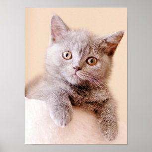 Niedliche britische Shorthair Katze Poster