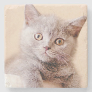 Niedliche britische Shorthair Katze Steinuntersetzer