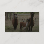 Niedliche Brown-Alpakas im Zoo Visitenkarte (Rückseite)