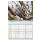 Niedliche Budgie-Papagei-Fotografie 2026 Vögel Kalender (Jan 2026)