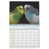 Niedliche Budgie-Papagei-Fotografie 2026 Vögel Kalender (Feb 2026)
