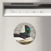 Niedliche Bufflehead-Ente am Teich Magnet (In Situ (Geschirrspüler))