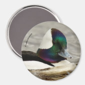 Niedliche Bufflehead-Ente am Teich Magnet (Vorderseite/Rückseite)