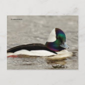 Niedliche Bufflehead-Ente am Teich Postkarte (Vorderseite)
