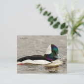 Niedliche Bufflehead-Ente am Teich Postkarte (Stehend Vorderseite)