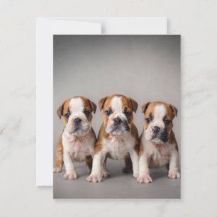 Niedliche Bulldoggen Welpen Dog Lovers Gift Einladung