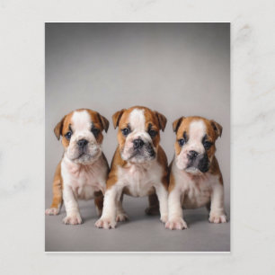 Niedliche Bulldoggen Welpen   Dog Lovers Gift Flyer