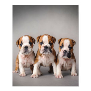 Niedliche Bulldoggen Welpen   Dog Lovers Gift Fotodruck