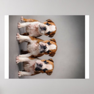 Niedliche Bulldoggen Welpen   Dog Lovers Gift Poster