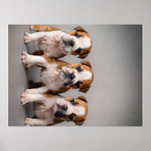 Niedliche Bulldoggen Welpen   Dog Lovers Gift Poster